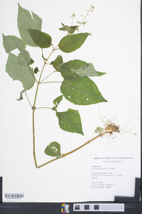 Circaea canadensis image