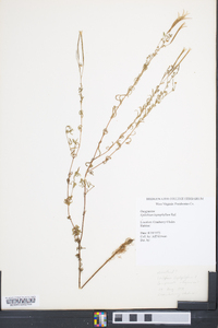 Epilobium leptophyllum image