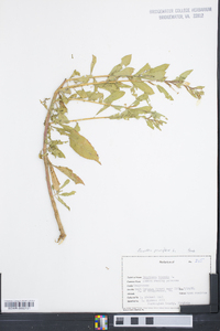 Oenothera parviflora image