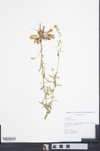 Oenothera perennis image