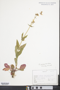 Penstemon canescens image