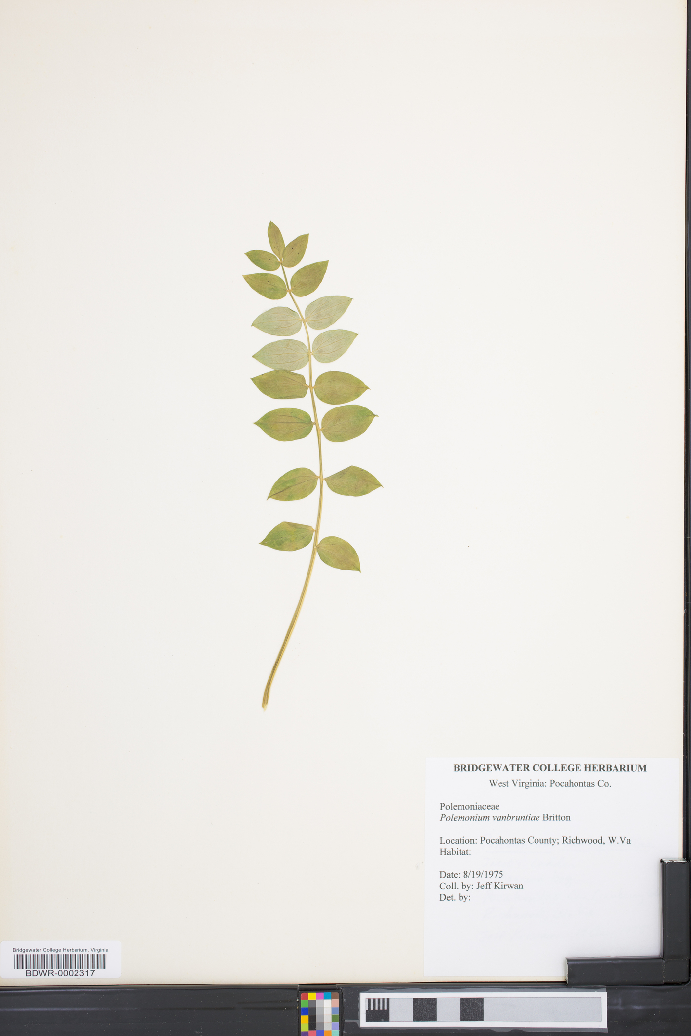 Polemonium vanbruntiae image