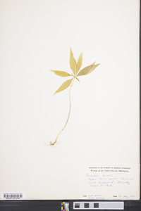 Trientalis borealis image