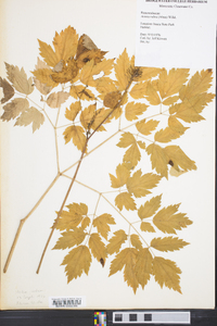 Actaea rubra image