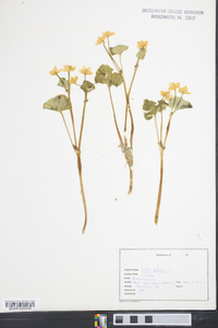 Caltha palustris image