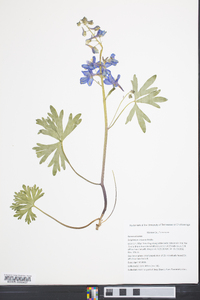 Delphinium tricorne image