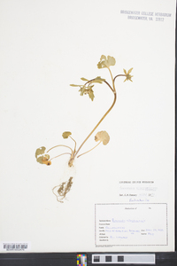 Ranunculus allegheniensis image