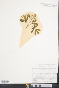 Caulophyllum thalictroides image