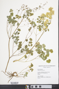 Thalictrum dioicum image