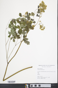 Thalictrum dioicum image