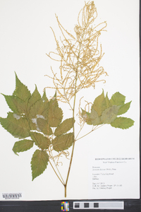 Aruncus dioicus image