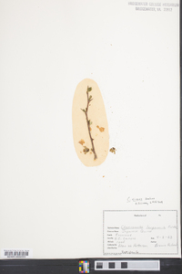 Chaenomeles sinensis image