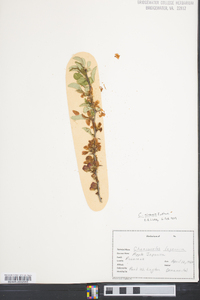 Chaenomeles sinensis image