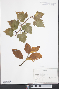 Crataegus monogyna image