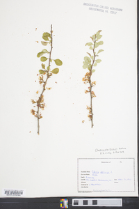Chaenomeles sinensis image