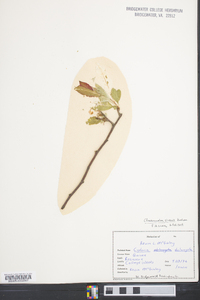 Chaenomeles sinensis image