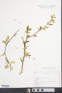 Chaenomeles sinensis image