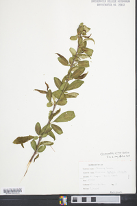 Chaenomeles sinensis image