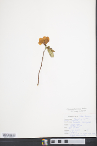 Chaenomeles sinensis image