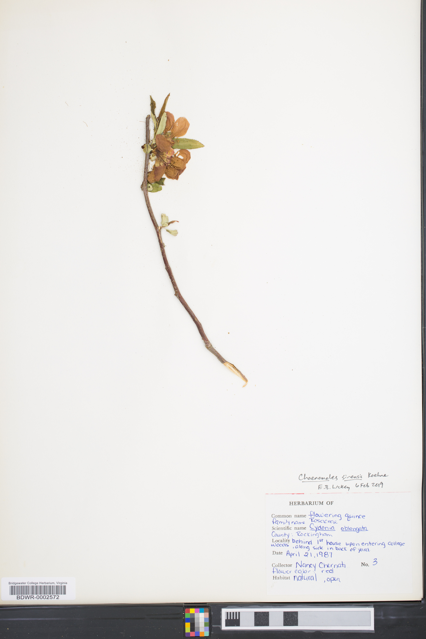 Chaenomeles sinensis image