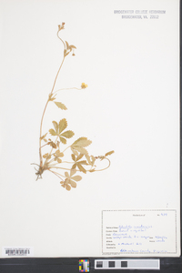 Potentilla canadensis image