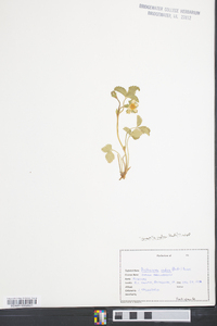 Potentilla indica image