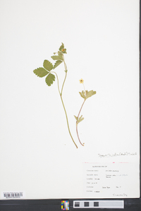 Potentilla indica image