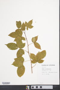 Rubus occidentalis image