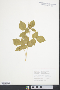 Rubus occidentalis image