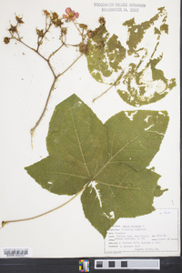 Rubus odoratus image