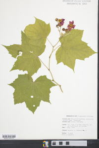 Rubus odoratus image