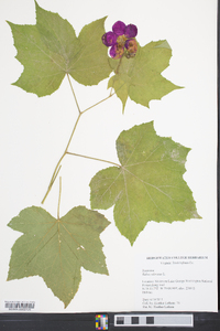 Rubus odoratus image