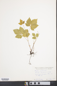 Rubus pubescens image