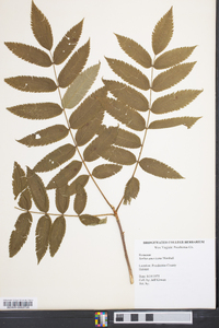 Sorbus americana image