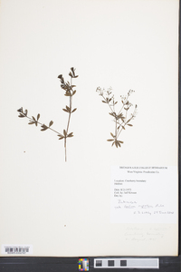 Galium asprellum image