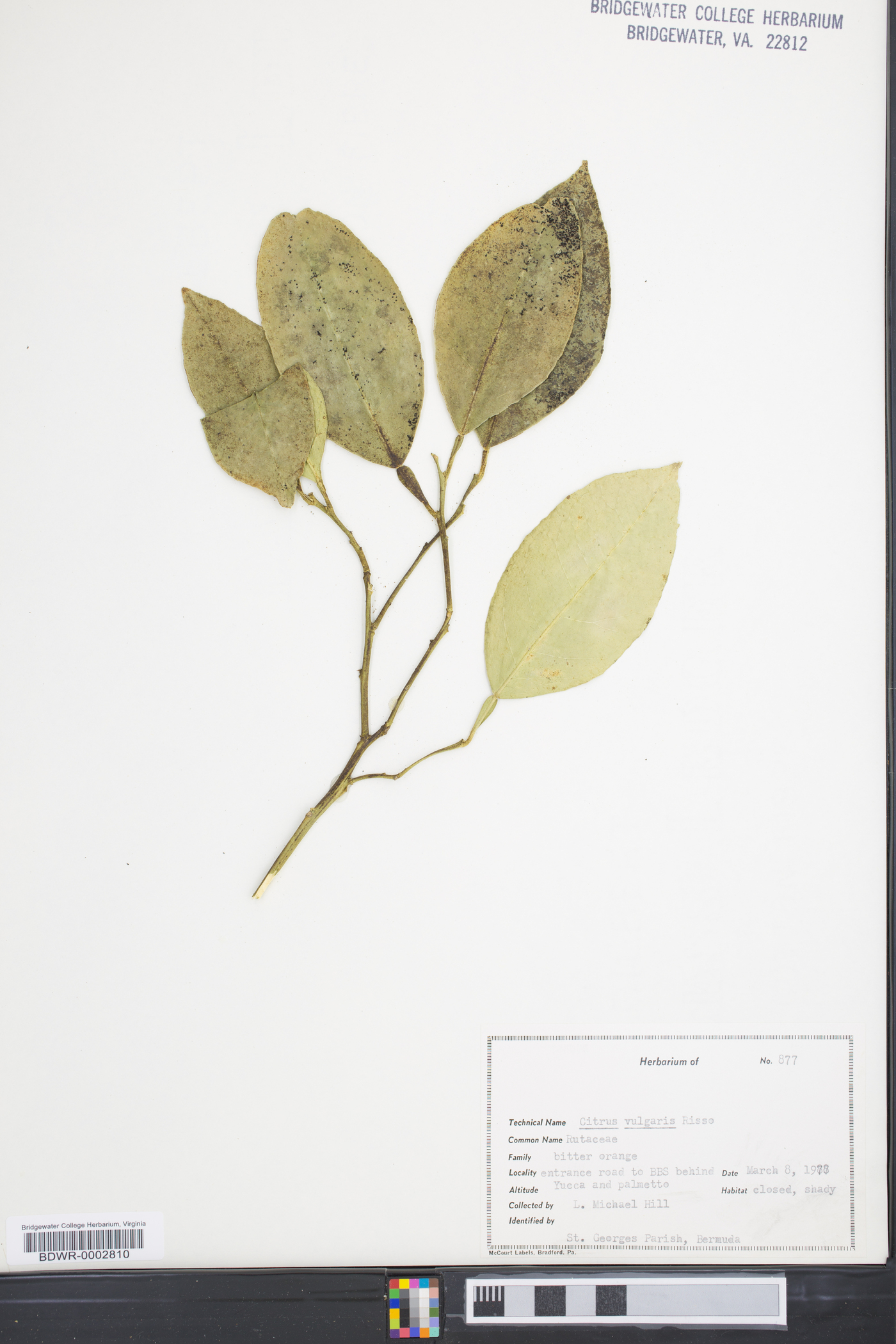 Citrus x aurantium subsp. aurantium image