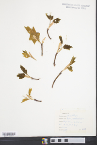 Acer pensylvanicum image