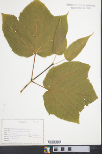 Acer pensylvanicum image