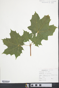 Acer platanoides image