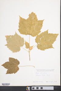 Acer spicatum image