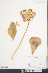 Sarracenia purpurea image