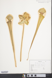 Sarracenia flava image