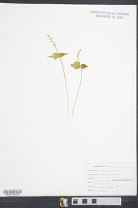 Mitella diphylla image