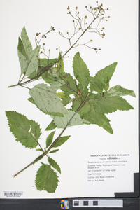 Scrophularia lanceolata image