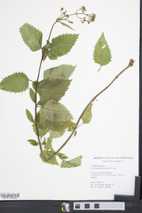 Scrophularia lanceolata image