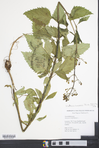 Scrophularia lanceolata image