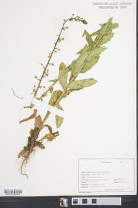 Verbascum blattaria image