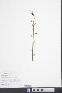 Verbascum blattaria image