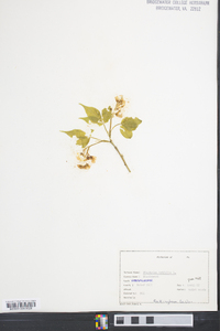 Staphylea trifolia image