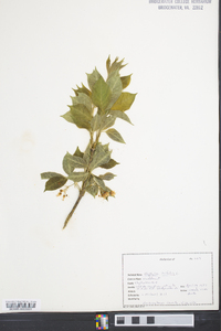 Staphylea trifolia image